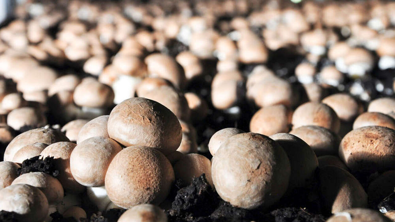 Champignons