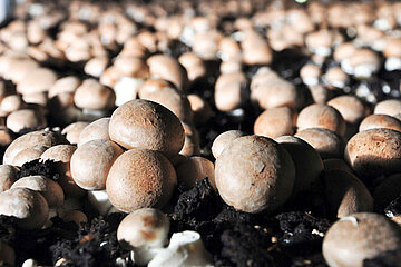 Champignons