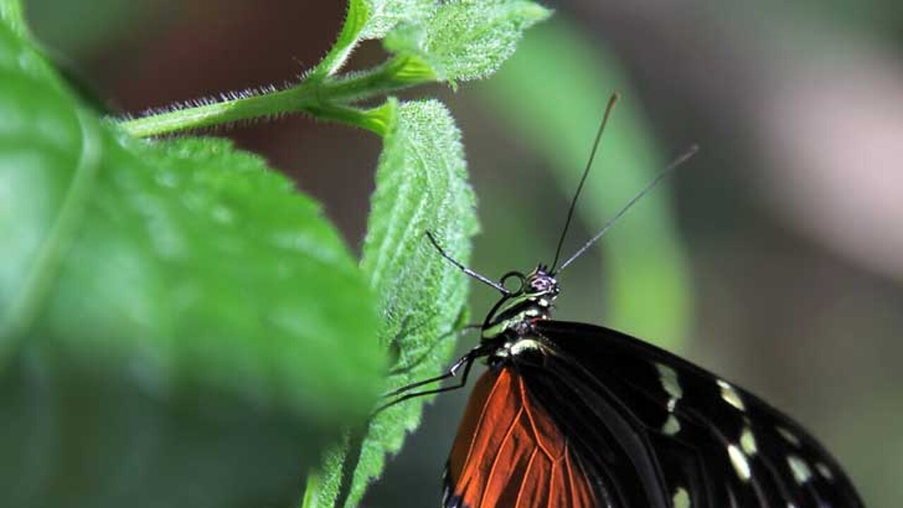 Schmetterlinge