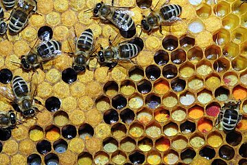 Bienen mit Wabe