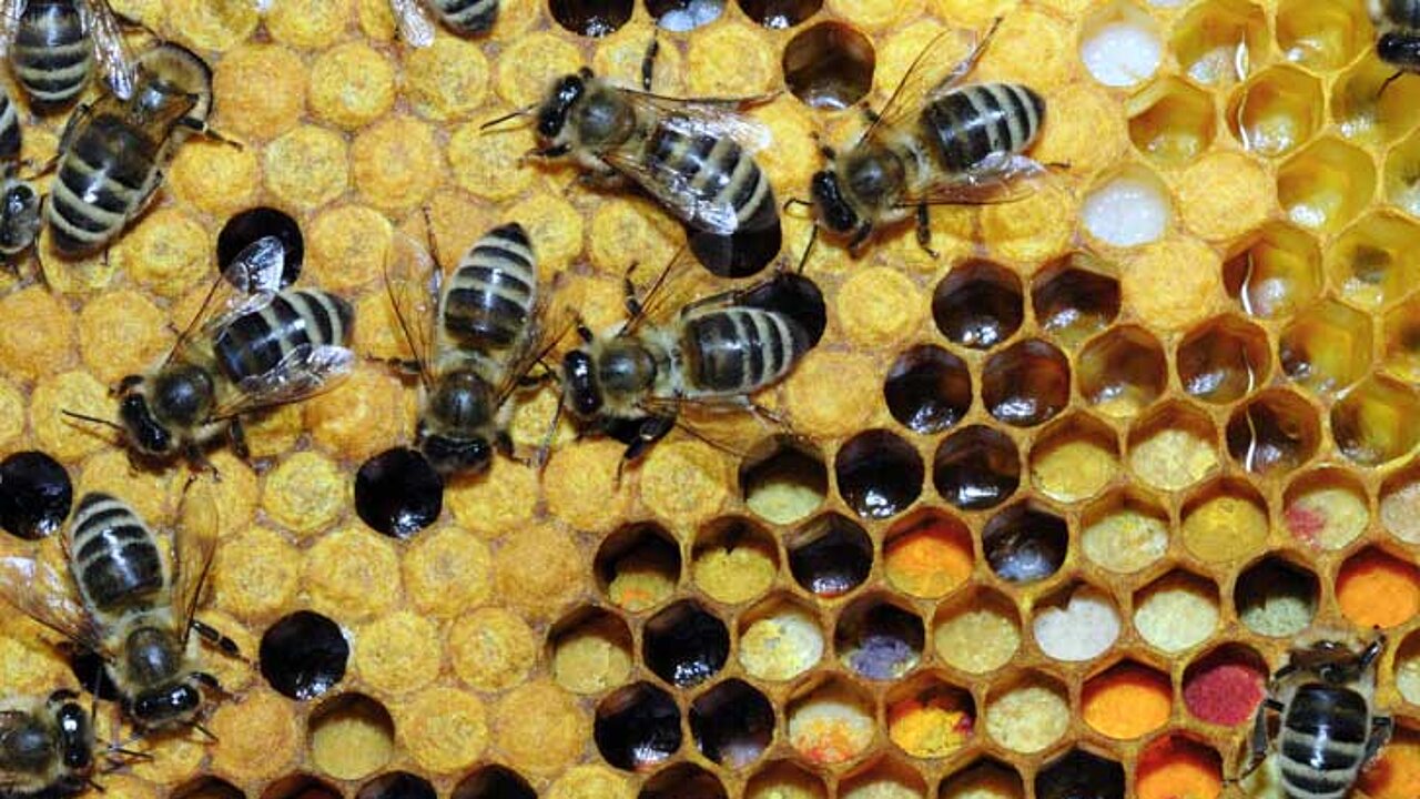 Bienen mit Wabe