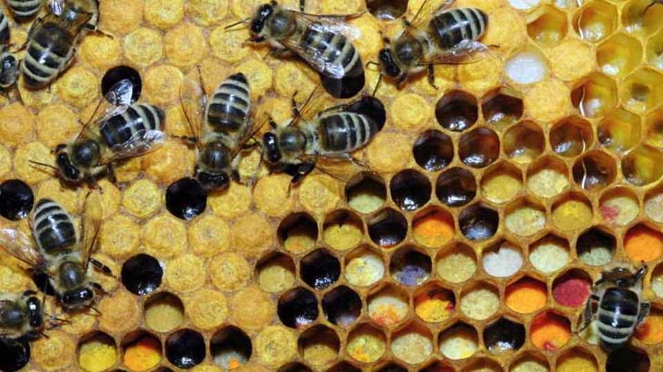 Bienen mit Wabe