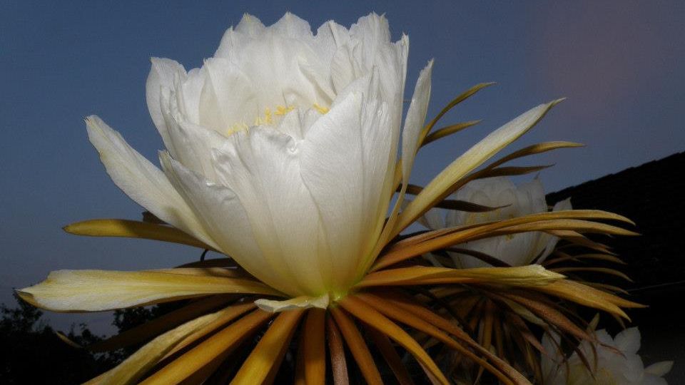 Selenicereus grandiflorus und Echinopsis eyriesii
