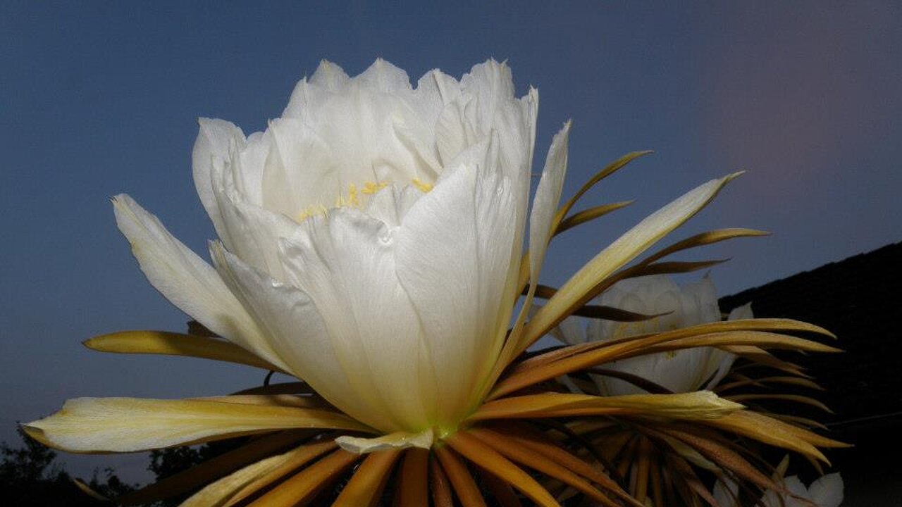 Selenicereus grandiflorus und Echinopsis eyriesii