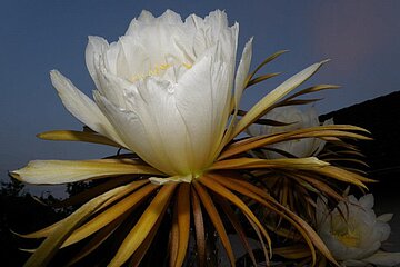 Selenicereus grandiflorus und Echinopsis eyriesii
