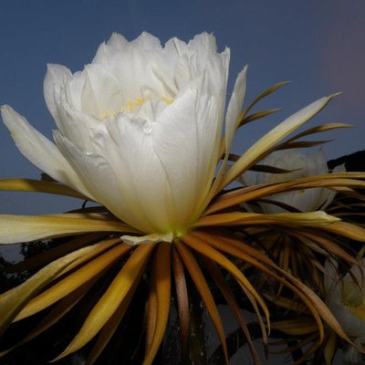 Selenicereus grandiflorus und Echinopsis eyriesii