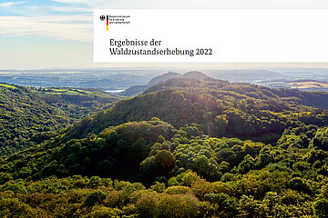 Waldzustandserhebung