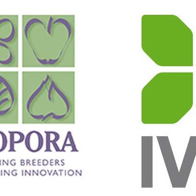 IVG und CIOPORA