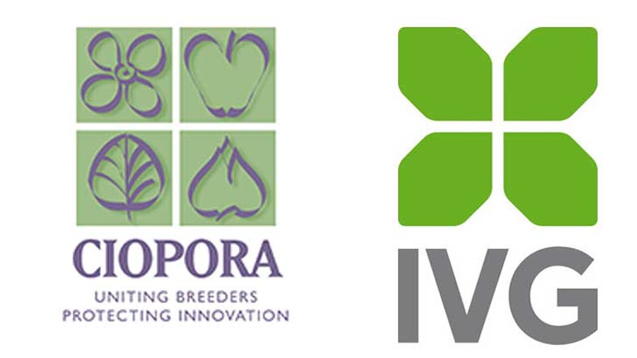IVG und CIOPORA