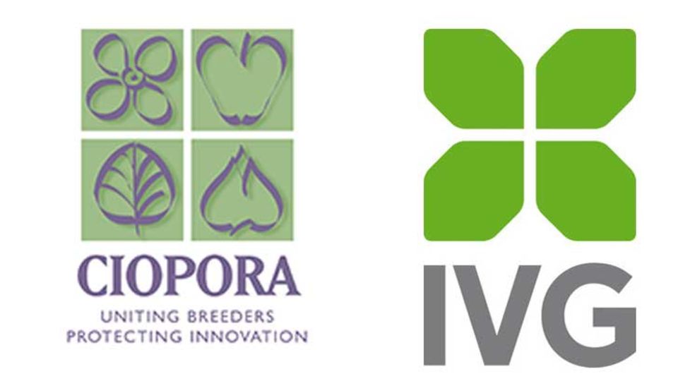 IVG und CIOPORA