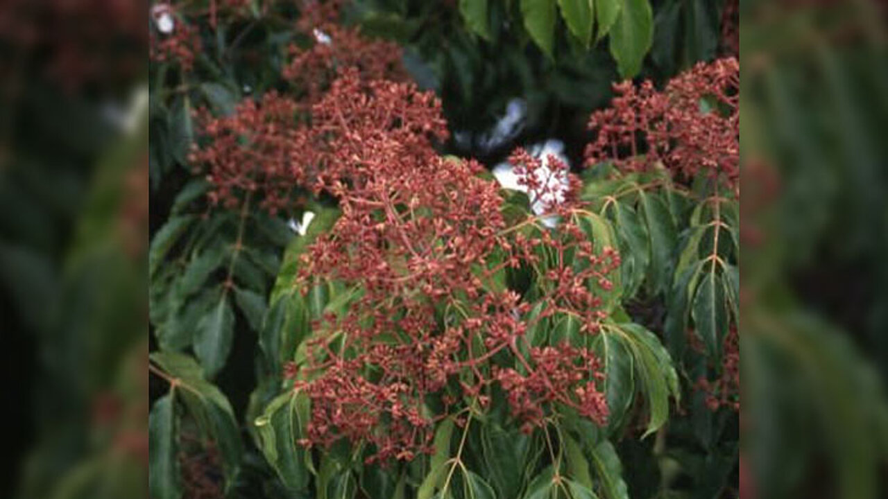 Honigbaum