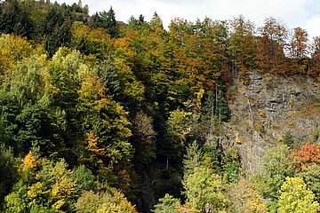 Herbstwald