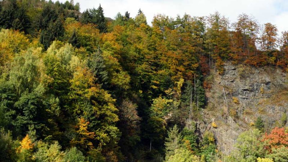 Herbstwald