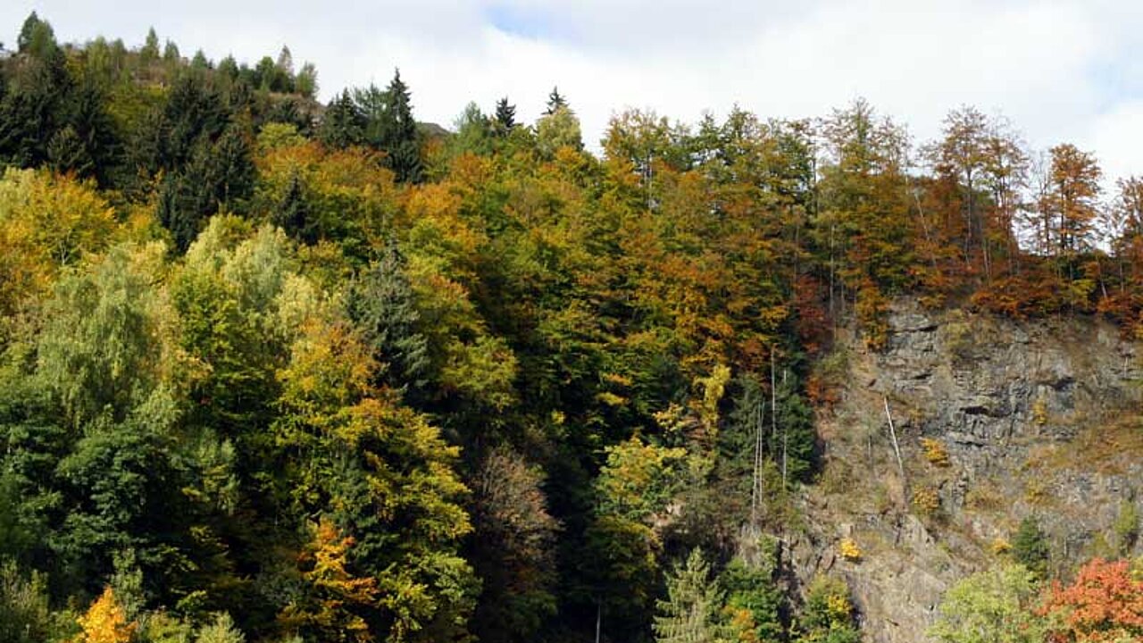 Herbstwald