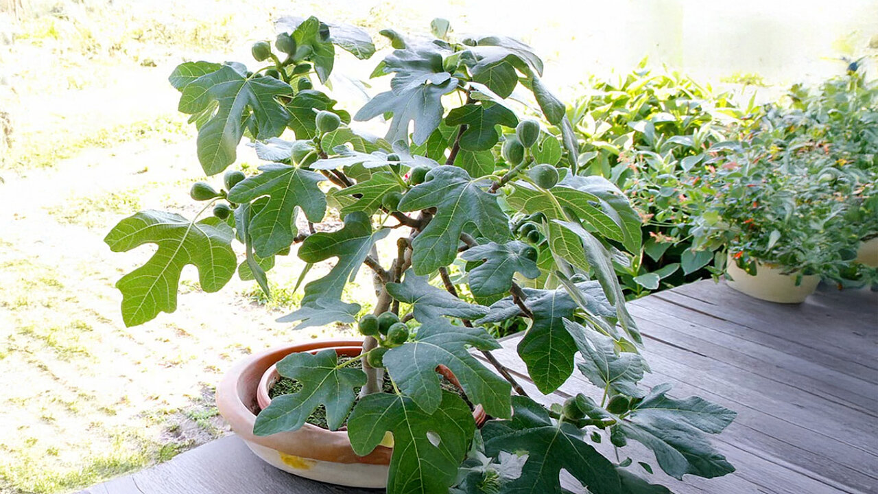 IPM Neuheiten - Ficus carica Fignomenal