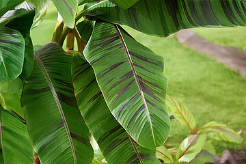 Banane Musa sikkimensis Ever Red