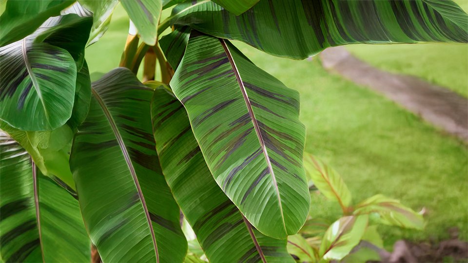 Banane Musa sikkimensis Ever Red