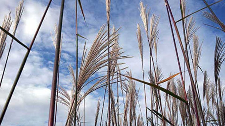 Schilfgras Miscanthus