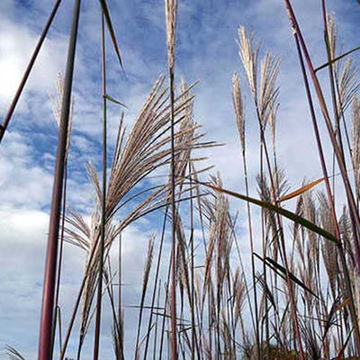 Schilfgras Miscanthus