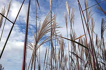 Schilfgras Miscanthus