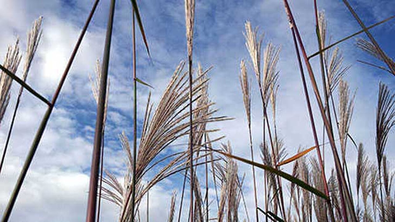 Schilfgras Miscanthus