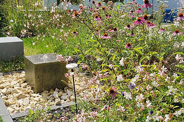 Image-17005