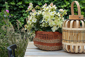 Begonia Frivola Lime