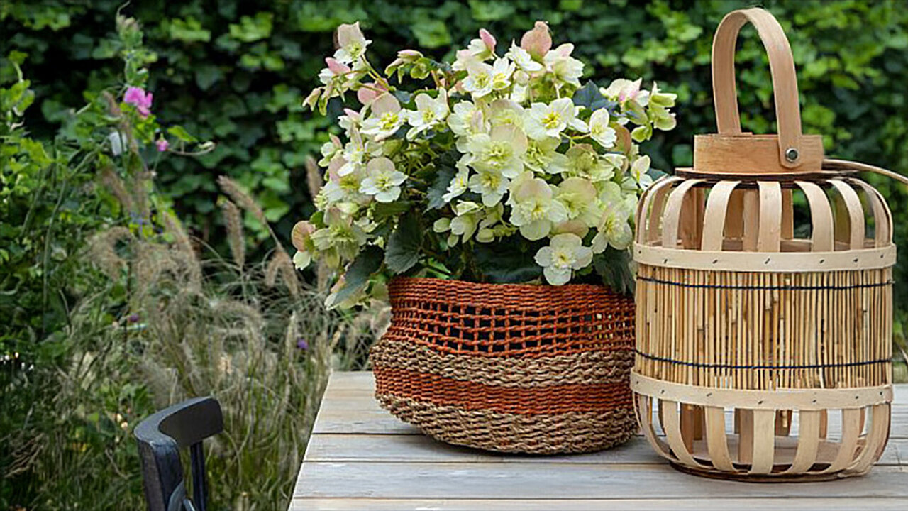 Begonia Frivola Lime