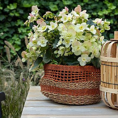 Begonia Frivola Lime