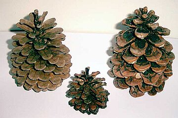 Fossile Zapfen