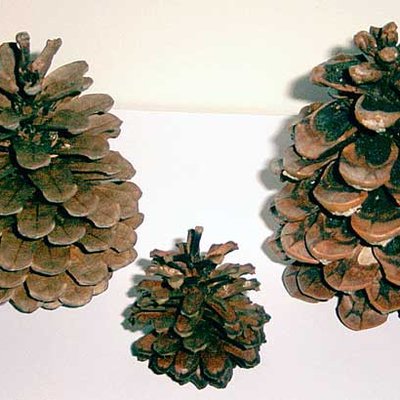 Fossile Zapfen