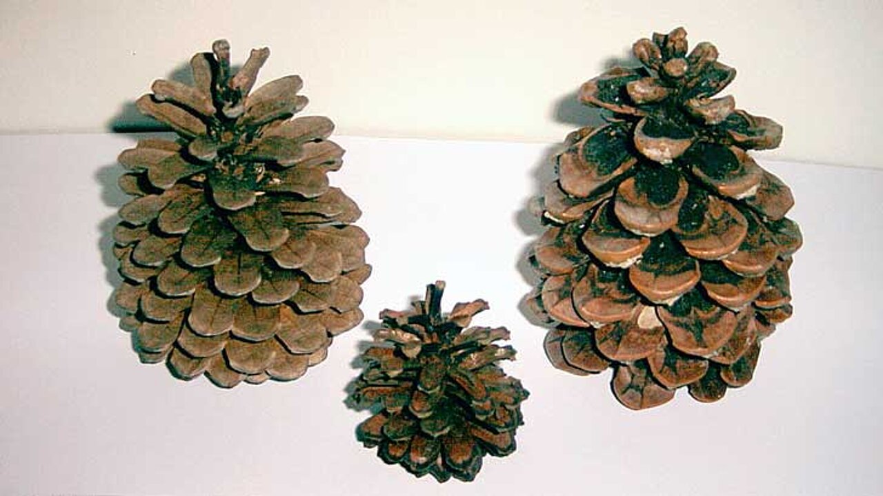 Fossile Zapfen