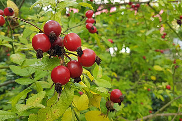 Image-13674