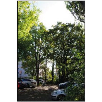 TreeCool Stadtbaumkonzept