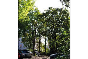 TreeCool Stadtbaumkonzept