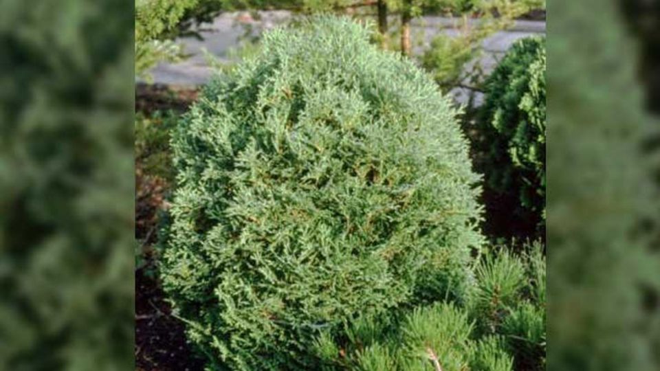 Lebensbaum
