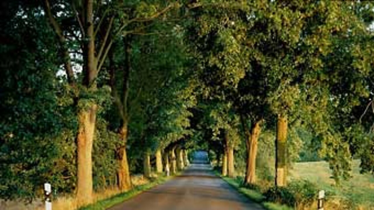 Allee