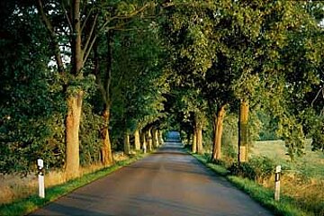 Allee