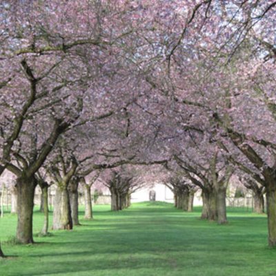 Kirschblüte