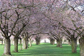 Kirschblüte