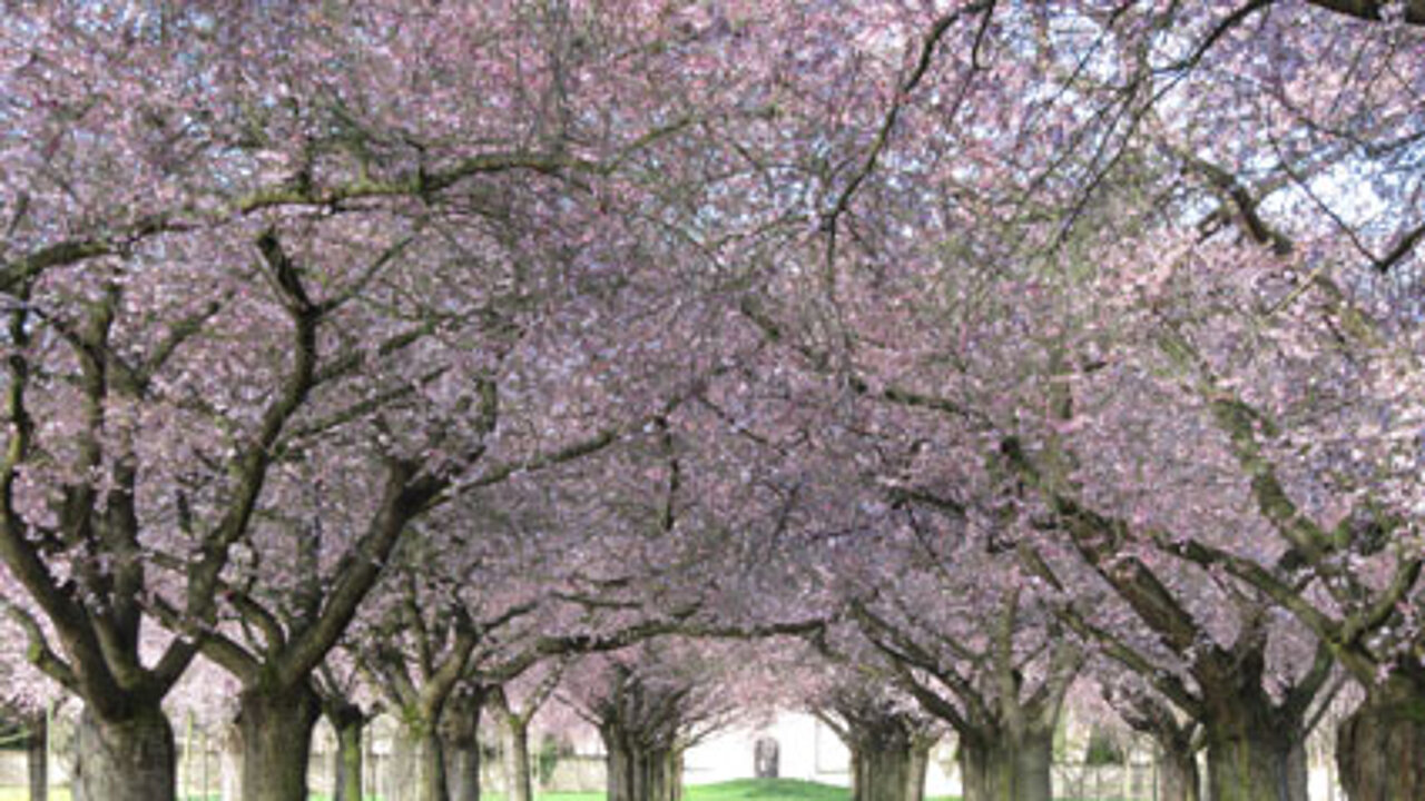Kirschblüte