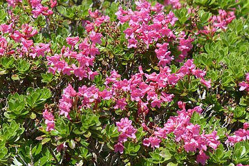 Rhododendron