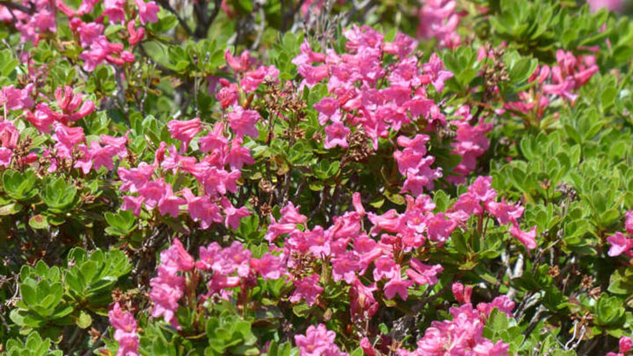 Rhododendron