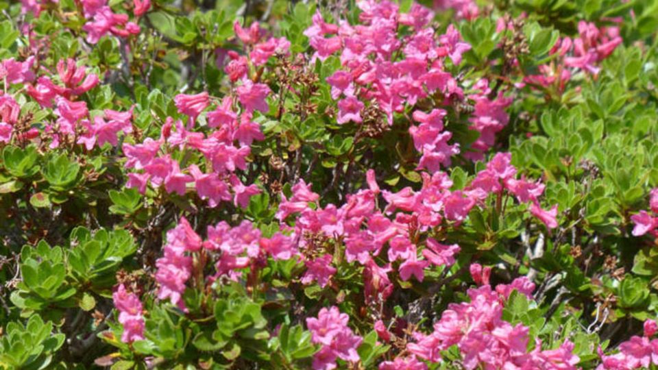 Rhododendron