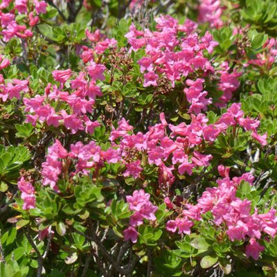 Rhododendron