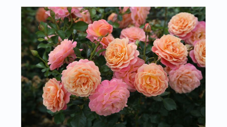 Excellence Roses