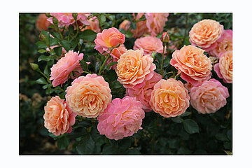 Excellence Roses