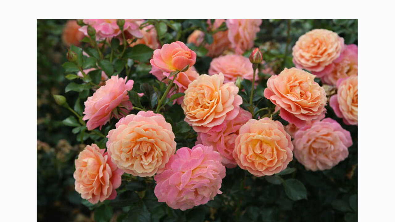 Excellence Roses