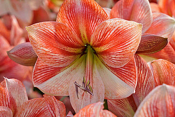 Amaryllis