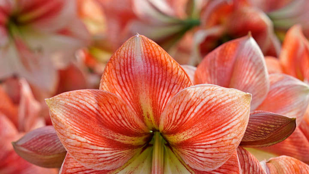 Amaryllis